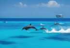 Dolphin Watching Tips in the Maldives